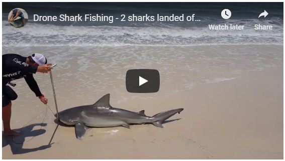 Splash Drone 3 Shark Fishing - 2 sharks landed off beach