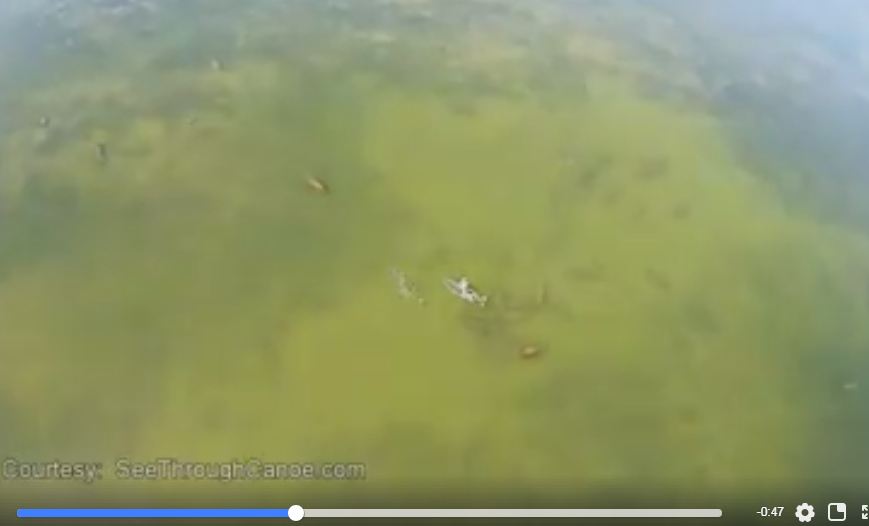 Manatees Taken By the Splash Drone