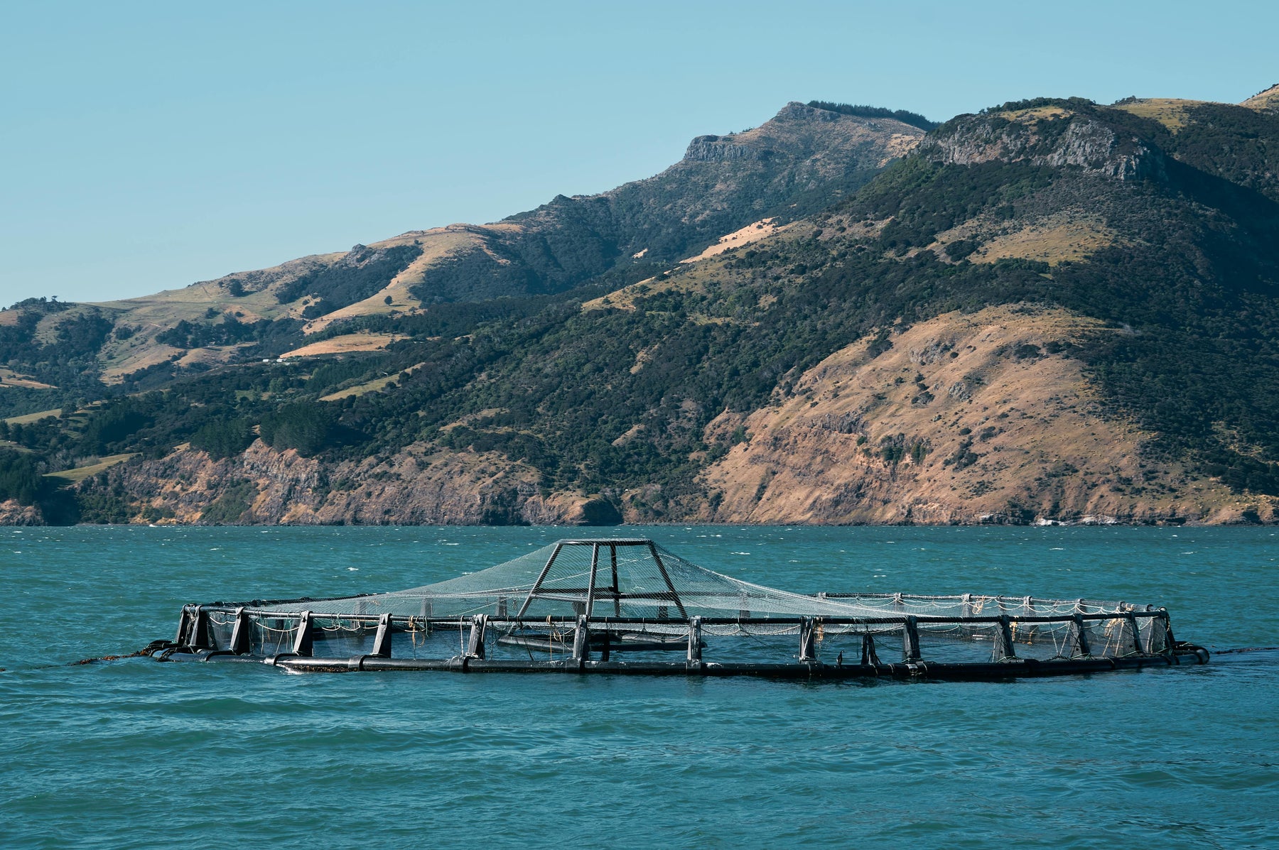 How underwater drones are revolutionizing fish farming