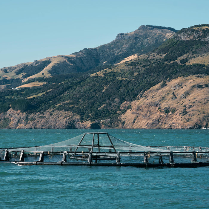 How underwater drones are revolutionizing fish farming