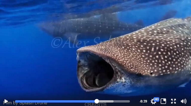 Swimming with the Whale Shark — Urban Drones